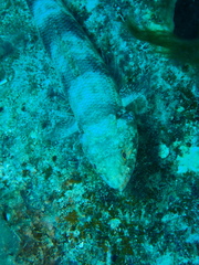 Synodus binotatus