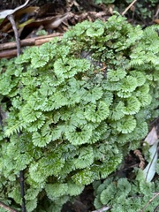 Hymenophyton flabellatum