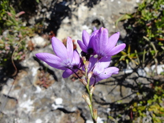 Ixia