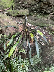 Blechnum patersonii