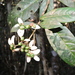 Gaertnera phyllostachya - Photo (c) fidymbg, algunos derechos reservados (CC BY-NC), subido por fidymbg