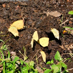 Abaeis salome jamapa