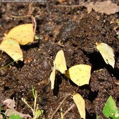 Abaeis salome jamapa