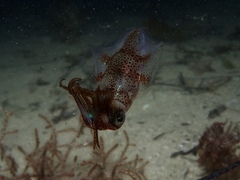 Sepioteuthis australis