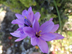 Ixia