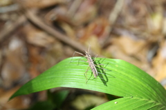 Zaprochilus australis