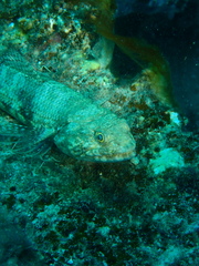 Synodus binotatus