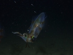 Sepioteuthis australis