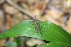 Zaprochilus australis