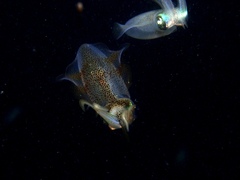 Sepioteuthis australis