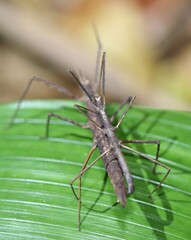 Zaprochilus australis