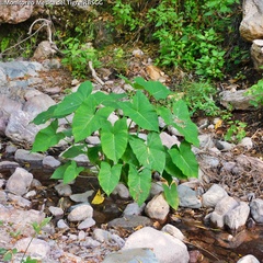 Xanthosoma robustum