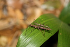 Zaprochilus australis