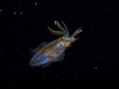 Sepioteuthis australis