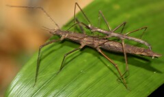 Zaprochilus australis