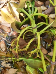 Rhizophora mucronata
