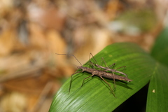 Zaprochilus australis