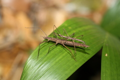 Zaprochilus australis