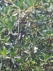 Rhizophora mucronata