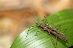 Zaprochilus australis