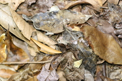 Culladia cuneiferellus