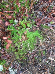 Sphagnum compactum