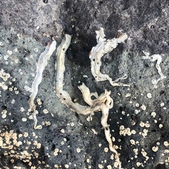 Galeolaria caespitosa