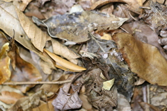 Culladia cuneiferellus