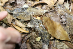 Culladia cuneiferellus