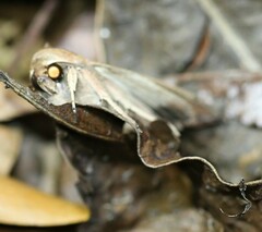 Culladia cuneiferellus