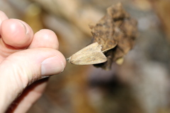 Culladia cuneiferellus