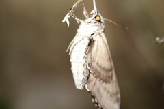 Psilogramma casuarinae