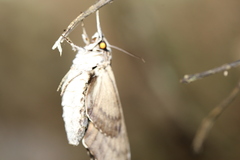 Psilogramma casuarinae