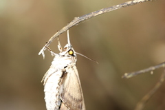 Psilogramma casuarinae