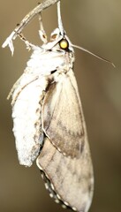 Psilogramma casuarinae