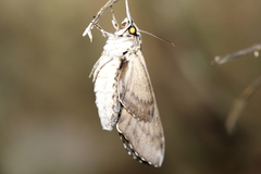 Psilogramma casuarinae