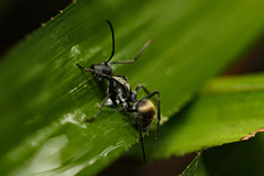 Polyrhachis militaris