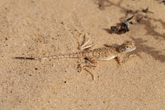 Phrynocephalus sakoi