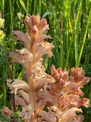 Orobanche caryophyllacea