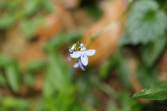 Lobelia trigonocaulis