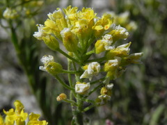 Alyssum diffusum