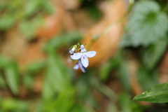 Lobelia trigonocaulis