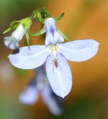 Lobelia trigonocaulis