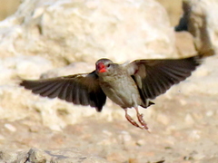 Quelea quelea lathamii