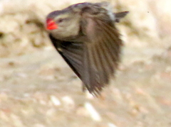 Quelea quelea lathamii