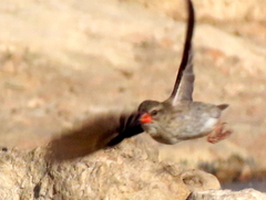 Quelea quelea lathamii