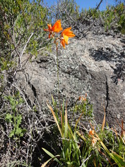 Ixia dubia