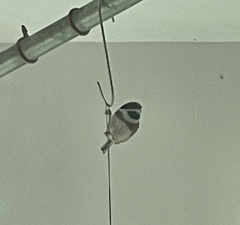 Aegithalos concinnus