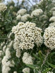 Ozothamnus