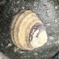 Austrocochlea constricta